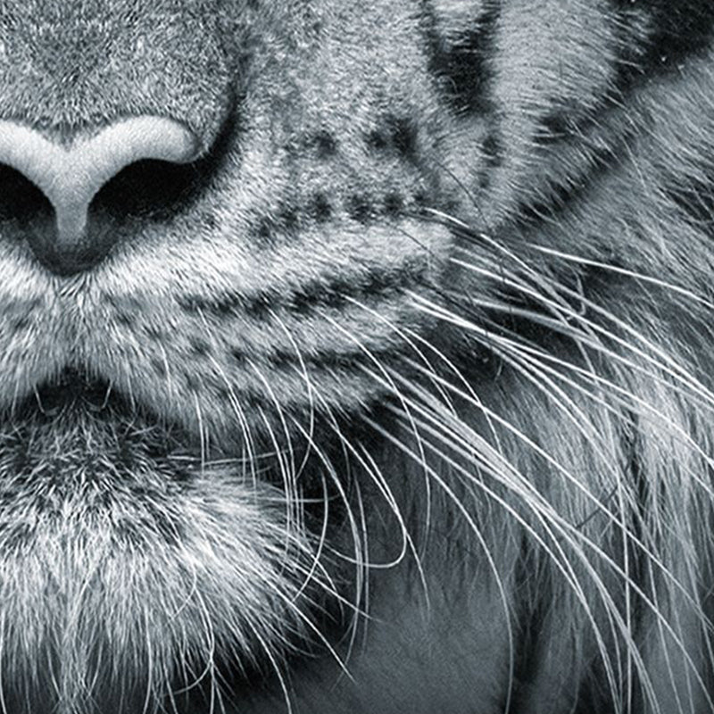 Blue Eyed Tiger Face Printed 4-Piece Duvet Cover Set, Animal Tiger Themed Bedding Set