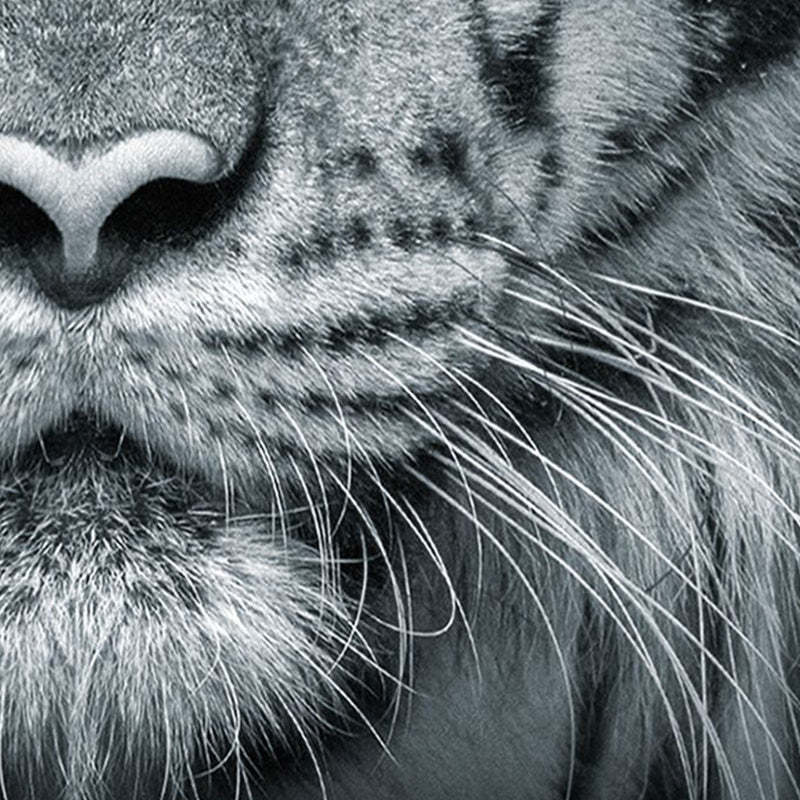 Blue Eyed Tiger Face Printed 4-Piece Duvet Cover Set, Animal Tiger Themed Bedding Set