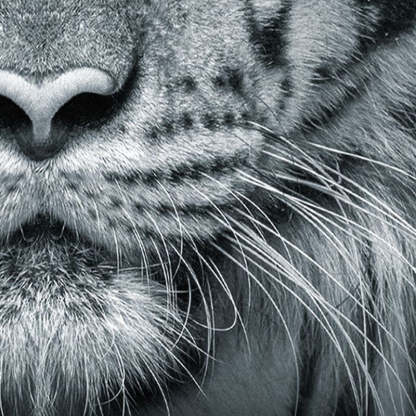 Blue Eyed Tiger Face Printed 4-Piece Duvet Cover Set, Animal Tiger Themed Bedding Set