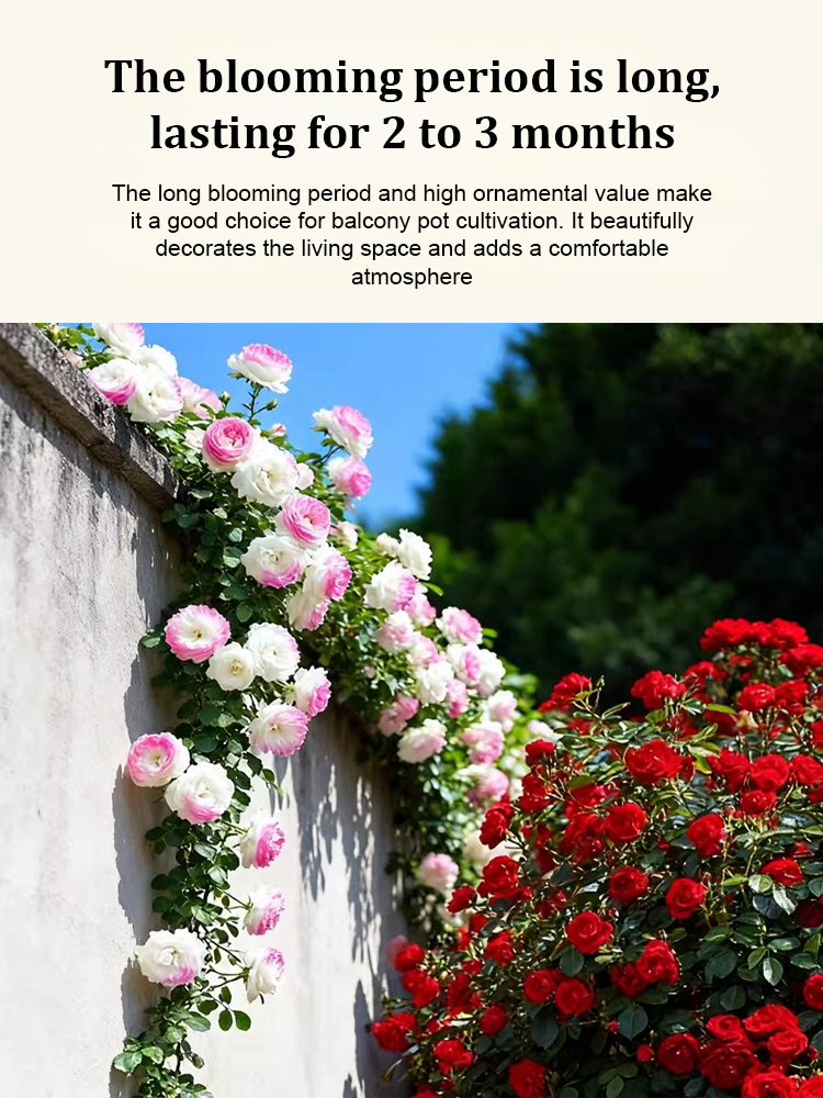 🌺 "Garden Ruby" – The Everblooming Climber That Outshines Roses ❄️ Winter-Hardy • Evergreen • 100% Growth Guarantee 🚀 A Sea of Blooms in Only 8 Weeks!