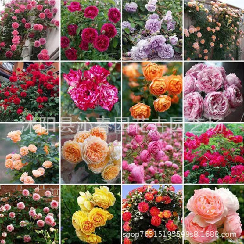 🌺 "Garden Ruby" – The Everblooming Climber That Outshines Roses ❄️ Winter-Hardy • Evergreen • 100% Growth Guarantee 🚀 A Sea of Blooms in Only 8 Weeks!