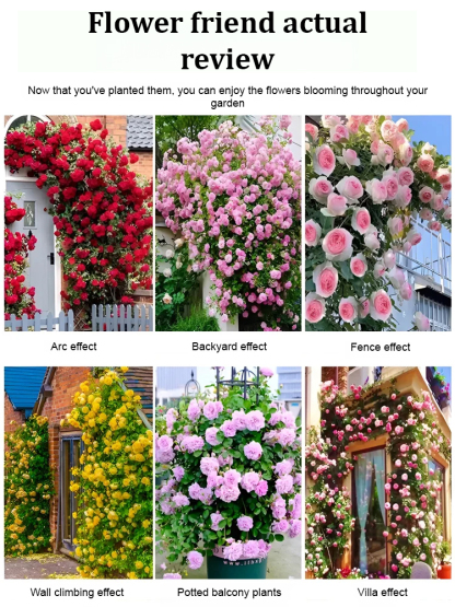 🌺 "Garden Ruby" – The Everblooming Climber That Outshines Roses ❄️ Winter-Hardy • Evergreen • 100% Growth Guarantee 🚀 A Sea of Blooms in Only 8 Weeks!