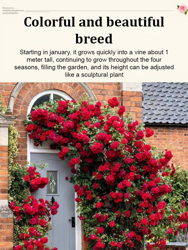 🌺 "Garden Ruby" – The Everblooming Climber That Outshines Roses ❄️ Winter-Hardy • Evergreen • 100% Growth Guarantee 🚀 A Sea of Blooms in Only 8 Weeks!