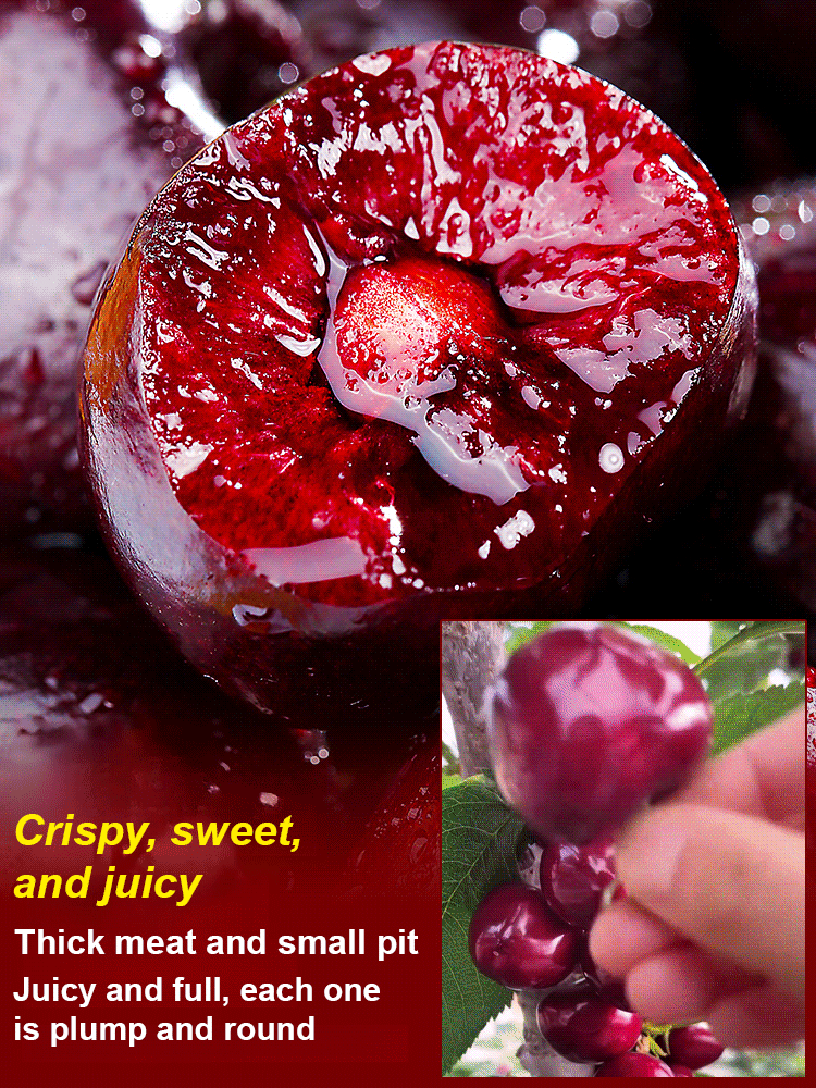 🌸 USDA-Certified Organic Cherry Saplings 98% Survival Rate • ✅ | Self-pollinating, no additional trees needed 🚫🌳 | Super easy for beginners 🧑🌾👩🌾