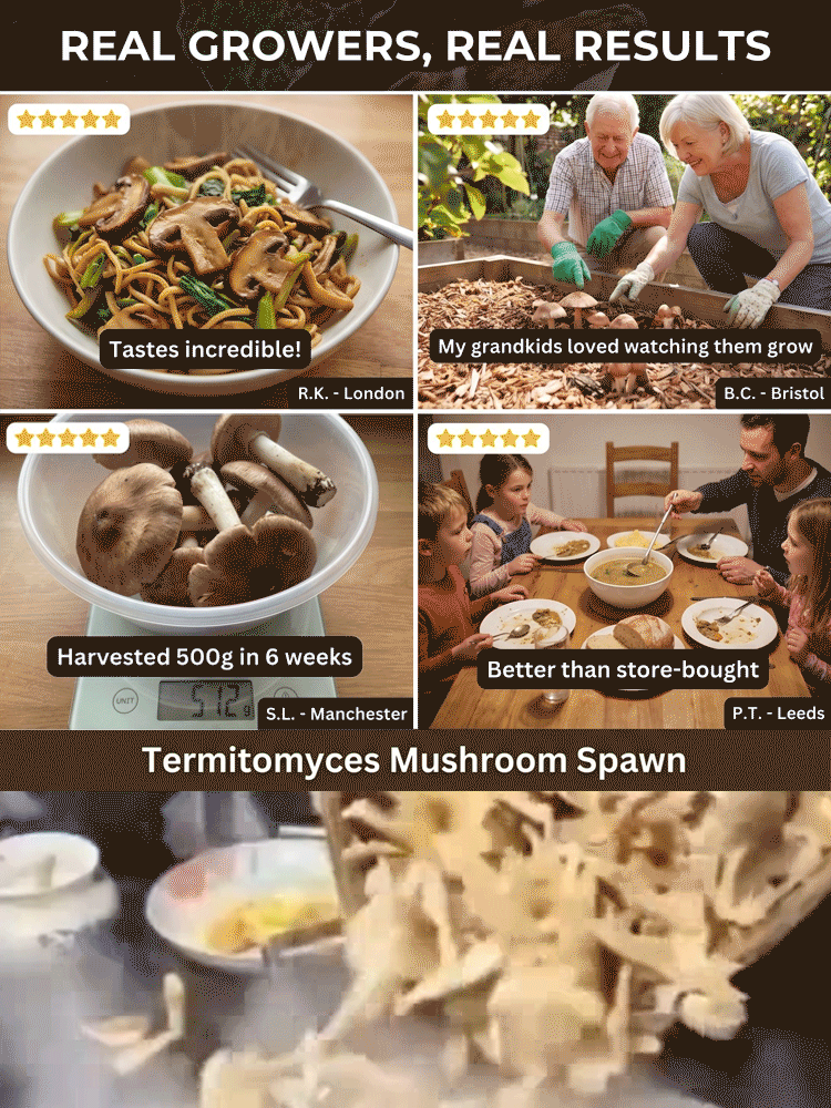 Authentic Termitomyces Mushroom Spawn