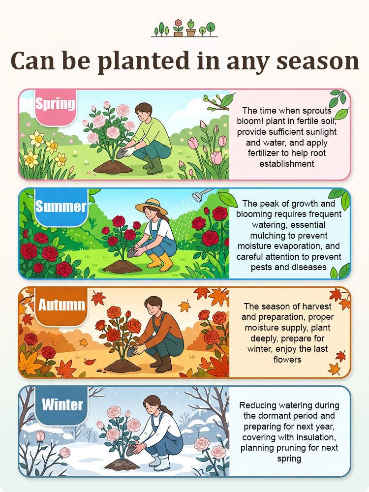 🌺 "Garden Ruby" – The Everblooming Climber That Outshines Roses ❄️ Winter-Hardy • Evergreen • 100% Growth Guarantee 🚀 A Sea of Blooms in Only 8 Weeks!