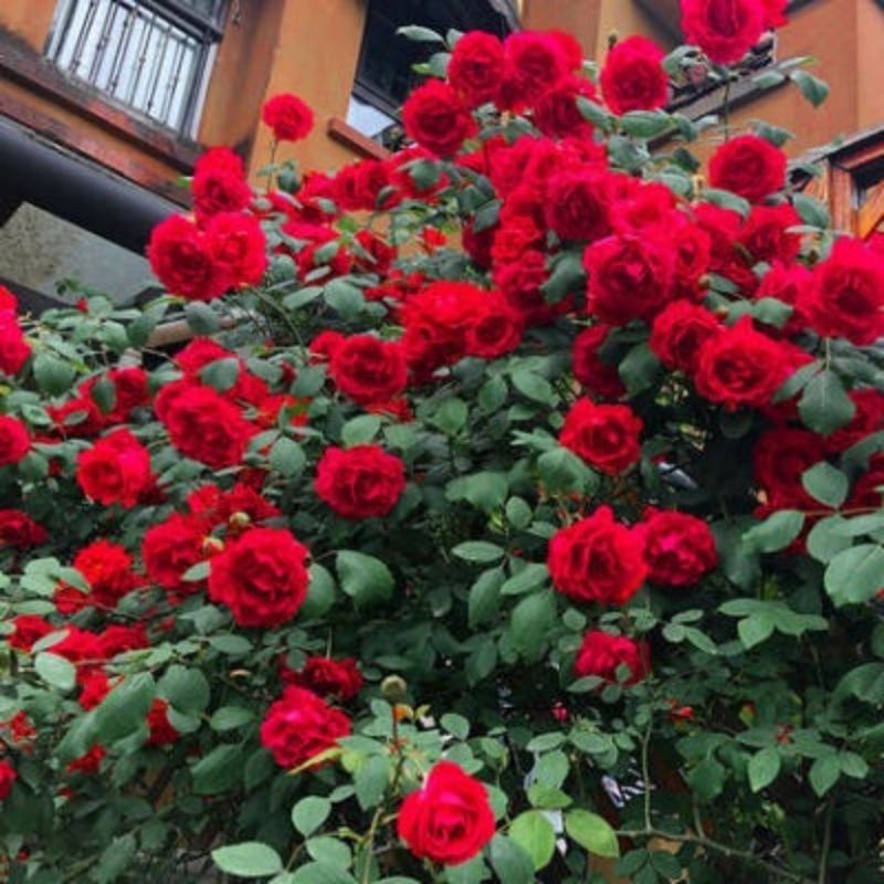 🌺 "Garden Ruby" – The Everblooming Climber That Outshines Roses ❄️ Winter-Hardy • Evergreen • 100% Growth Guarantee 🚀 A Sea of Blooms in Only 8 Weeks!