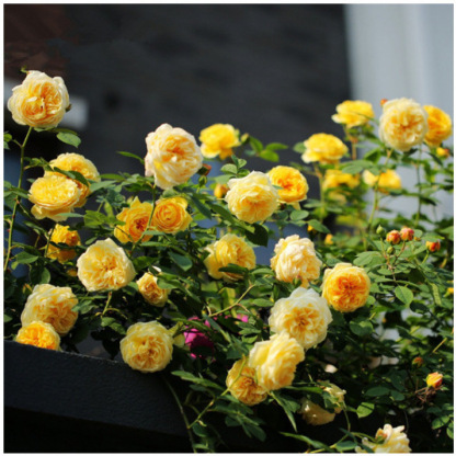 🌺 "Garden Ruby" – The Everblooming Climber That Outshines Roses ❄️ Winter-Hardy • Evergreen • 100% Growth Guarantee 🚀 A Sea of Blooms in Only 8 Weeks!