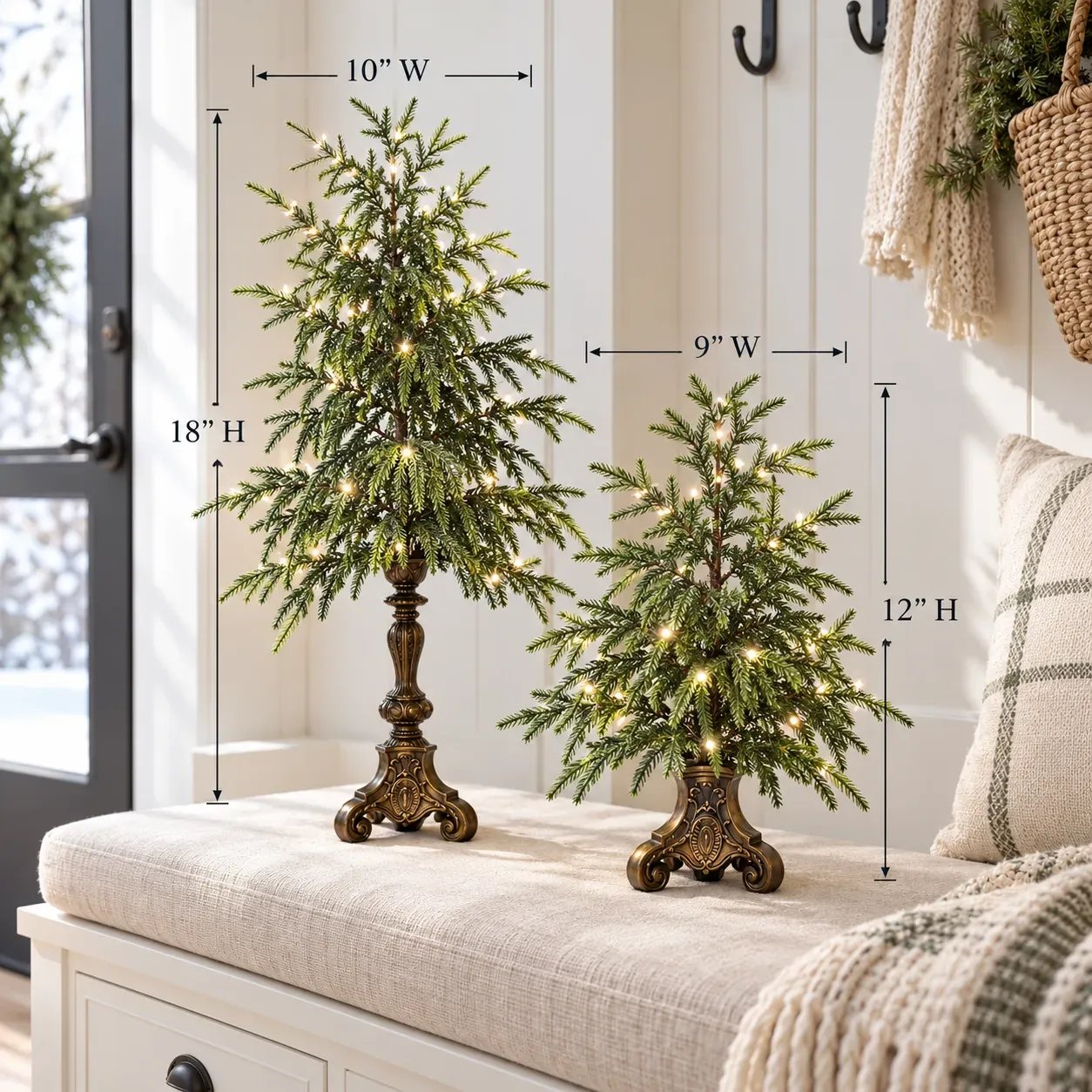 Norfolk pine tree size comparison large and small