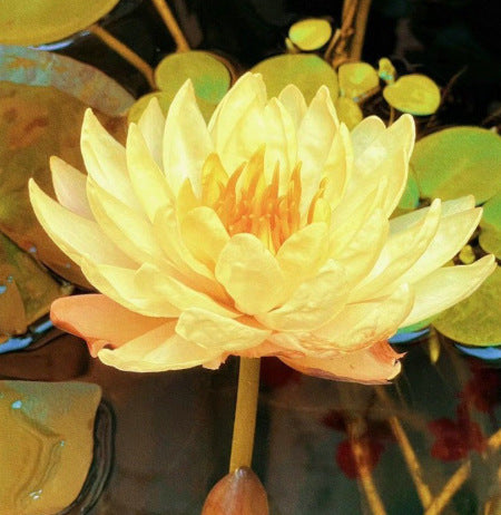 ✨✨🌸 Nawet początkujący mogą stać się „boginiami kwiatów”! Bezglebowe nasiona lilii wodnych – bez wysiłku stwórz własny „wewnętrzny ogród Monet”!