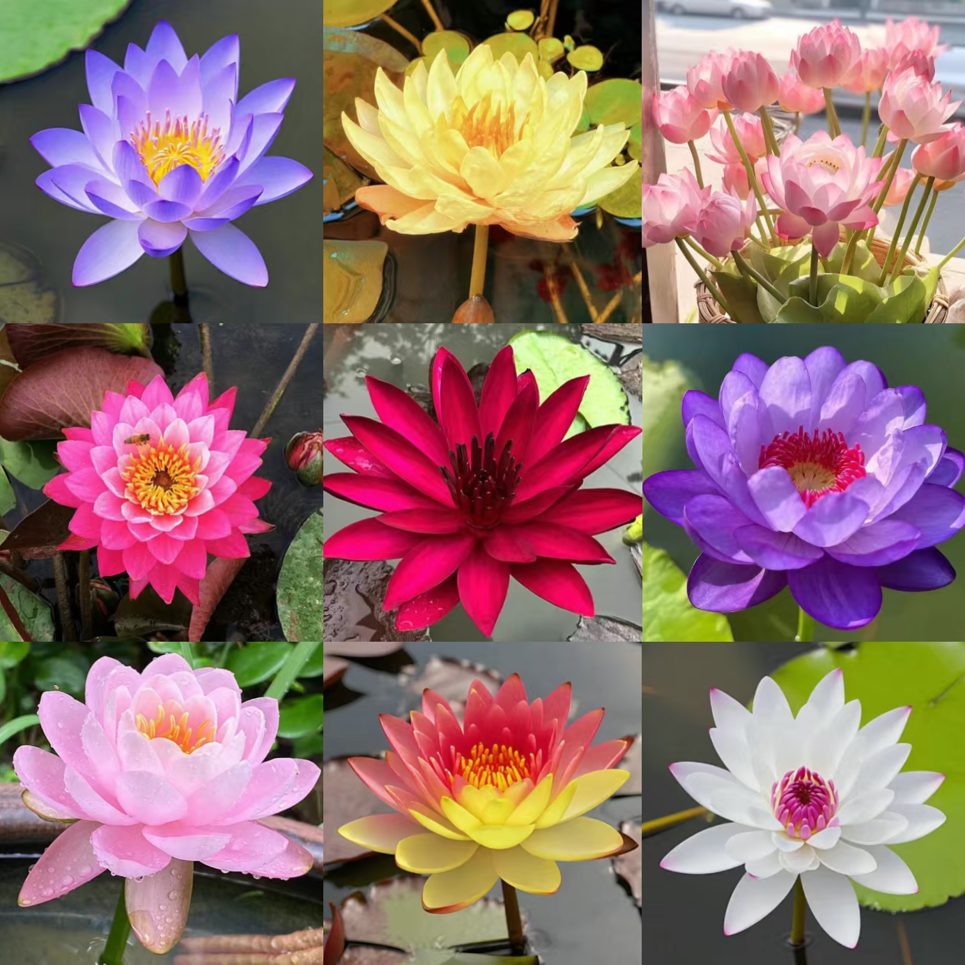 Nawet początkujący mogą stać się „boginiami kwiatów”! Nasiona lilii wodnej bez gleby, stwórz „ogró Minervy w domu” bez wysiłku!