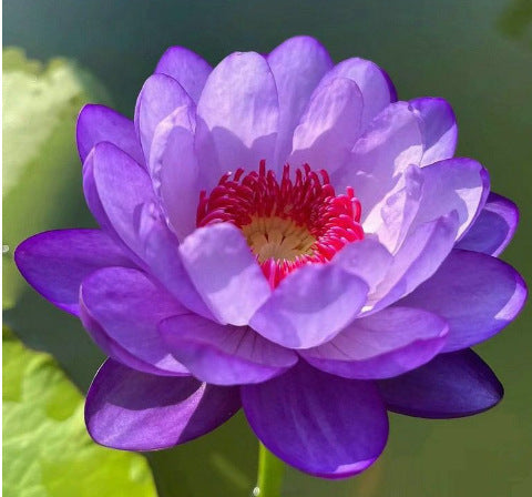 ✨✨🌸 Nawet początkujący mogą stać się „boginiami kwiatów”! Bezglebowe nasiona lilii wodnych – bez wysiłku stwórz własny „wewnętrzny ogród Monet”!