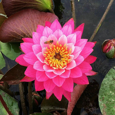 ✨✨🌸 Nawet początkujący mogą stać się „boginiami kwiatów”! Bezglebowe nasiona lilii wodnych – bez wysiłku stwórz własny „wewnętrzny ogród Monet”!