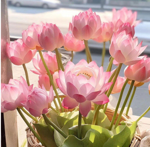 ✨✨🌸 Nawet początkujący mogą stać się „boginiami kwiatów”! Bezglebowe nasiona lilii wodnych – bez wysiłku stwórz własny „wewnętrzny ogród Monet”!
