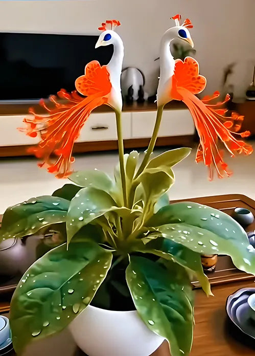 🔥 Limitowana oferta — 🌺 Nasiona kwiatów pawich | Łatwe w uprawie