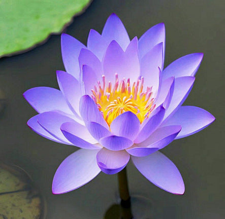 ✨✨🌸 Nawet początkujący mogą stać się „boginiami kwiatów”! Bezglebowe nasiona lilii wodnych – bez wysiłku stwórz własny „wewnętrzny ogród Monet”!