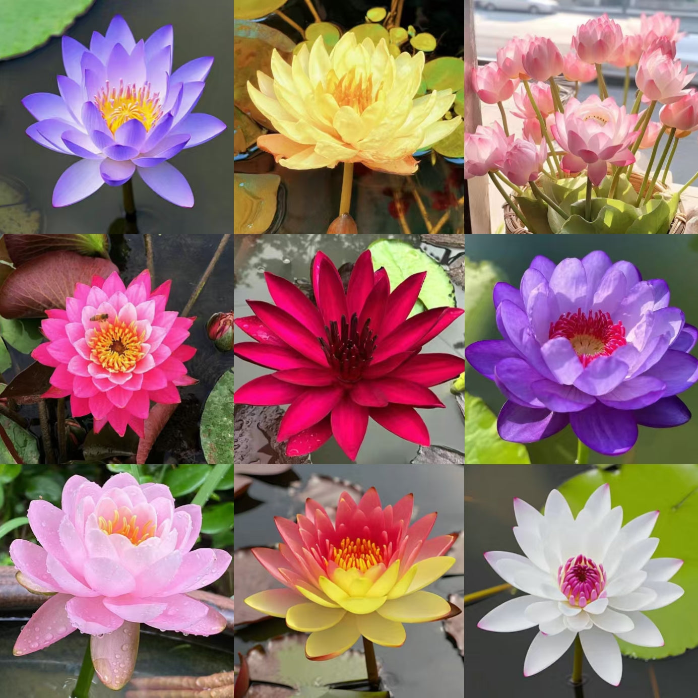 ✨✨🌸 Nawet początkujący mogą stać się „boginiami kwiatów”! Bezglebowe nasiona lilii wodnych – bez wysiłku stwórz własny „wewnętrzny ogród Monet”!