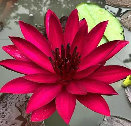 ✨✨🌸 Nawet początkujący mogą stać się „boginiami kwiatów”! Bezglebowe nasiona lilii wodnych – bez wysiłku stwórz własny „wewnętrzny ogród Monet”!