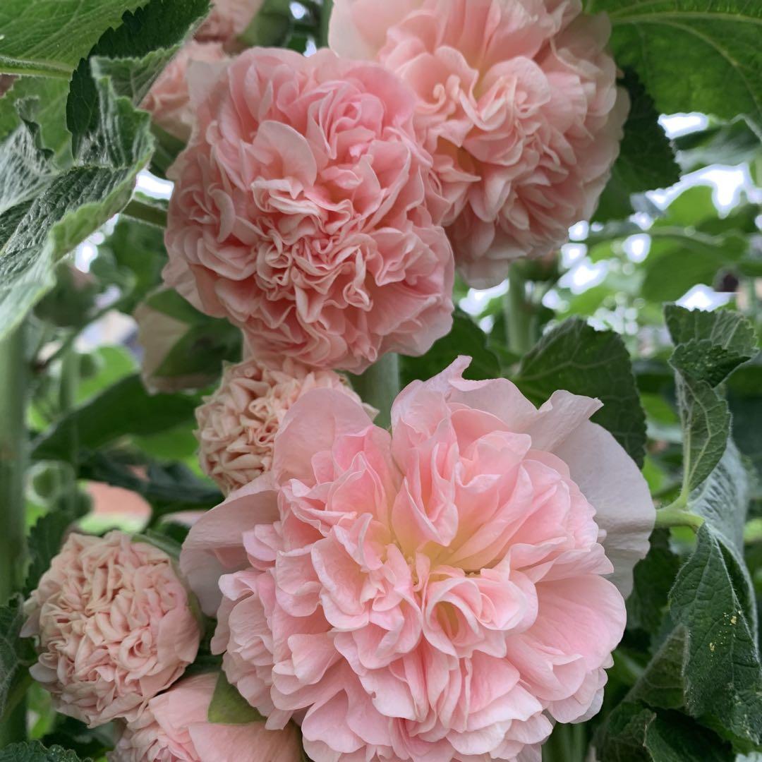 🌸 Премиум семена от слез (двойни цветове) — ярко оцветени високи цветя, за създаване на романтична градина