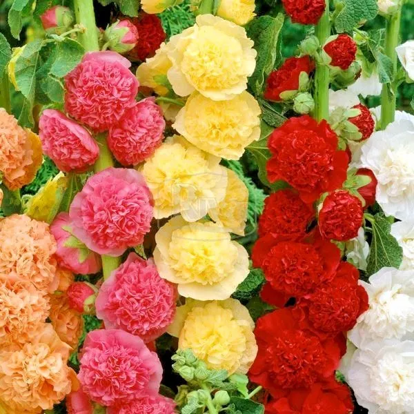 🌸 Премиум семена от слез (двойни цветове) — ярко оцветени високи цветя, за създаване на романтична градина