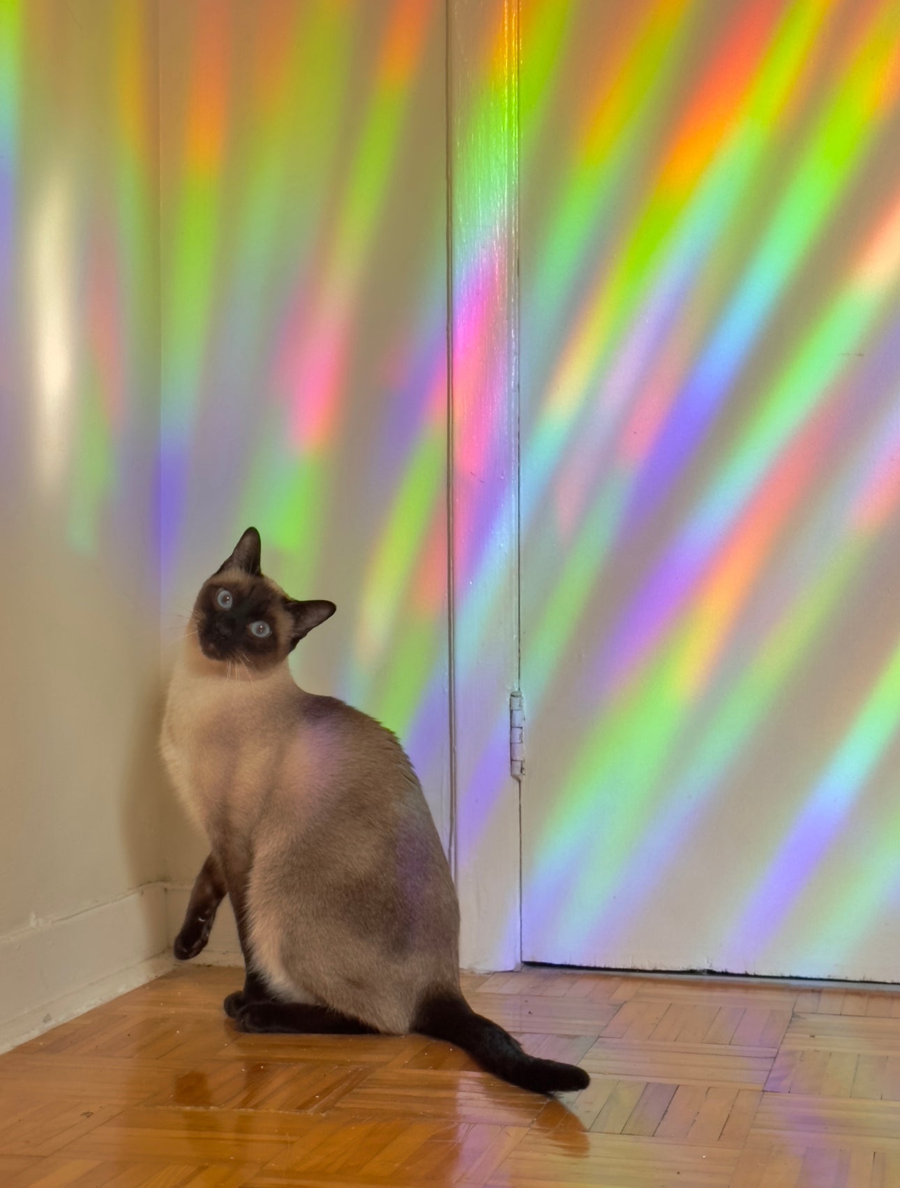 Pandorian Rainforest Suncatcher Decal