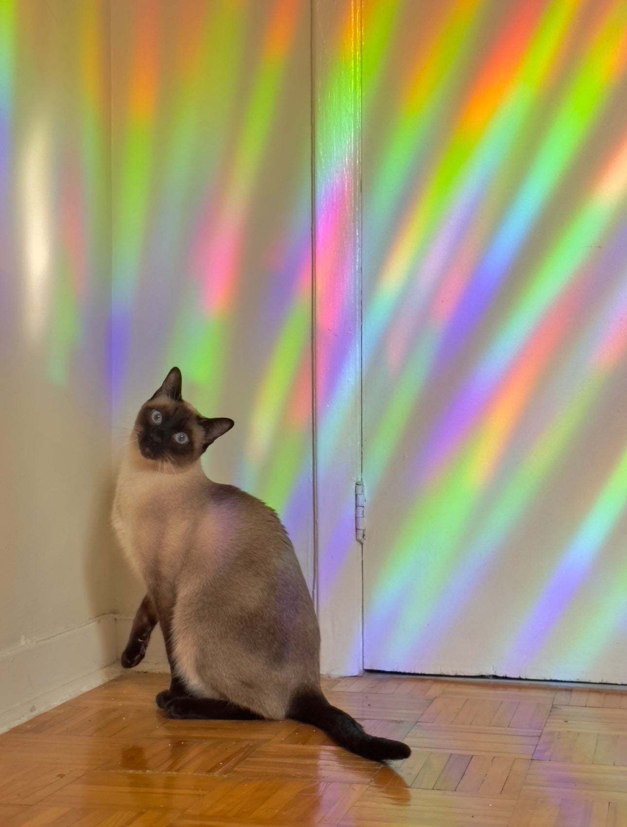 Pandorian Rainforest Suncatcher Decal