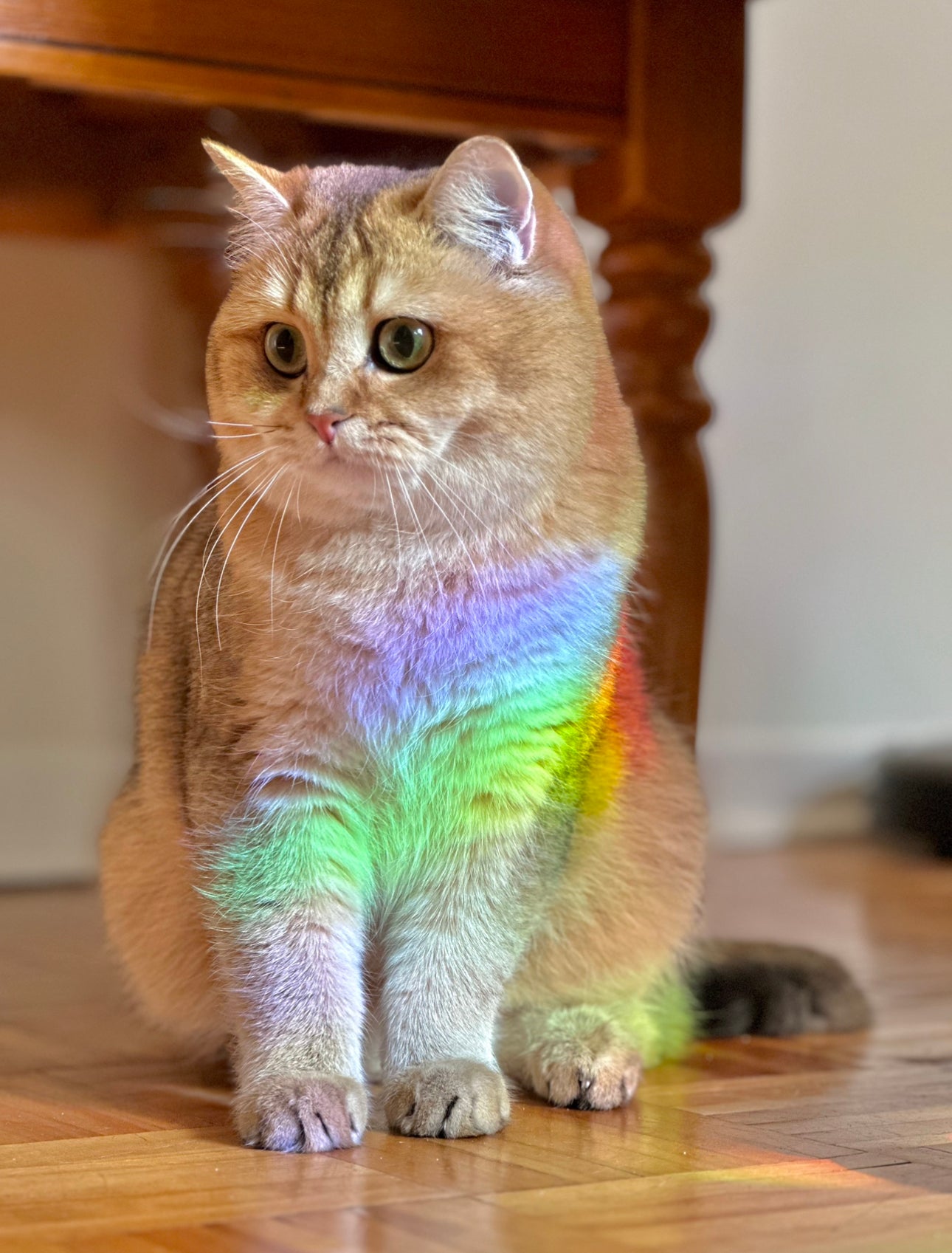 Sacred Seeds Suncatcher Decal