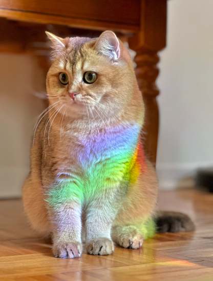 Sacred Seeds Suncatcher Decal