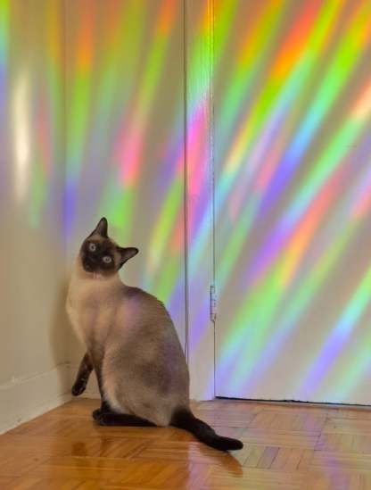 Protect the People Suncatcher Decal