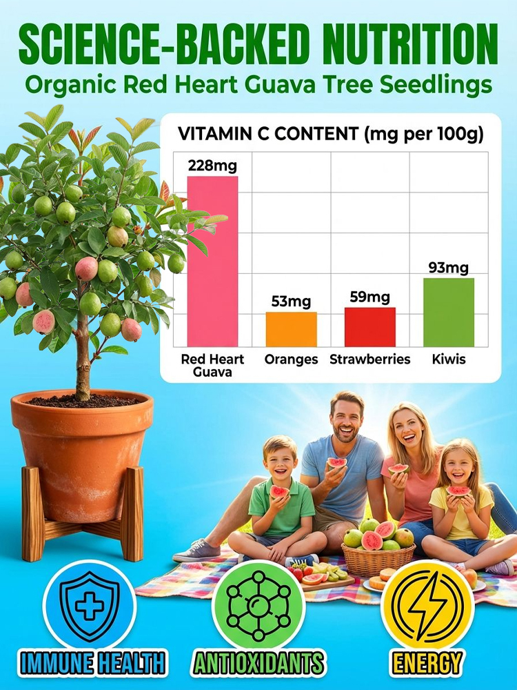 [King of Antioxidants] Guava Saplings (Superfood)💥Grow Your Own “Vitamin C Bombs