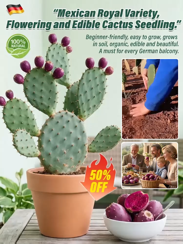 [Can survive 30 days without watering]  Edible cactus seedlings