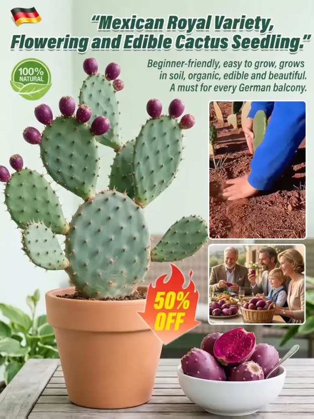 [Can survive 30 days without watering]  Edible cactus seedlings