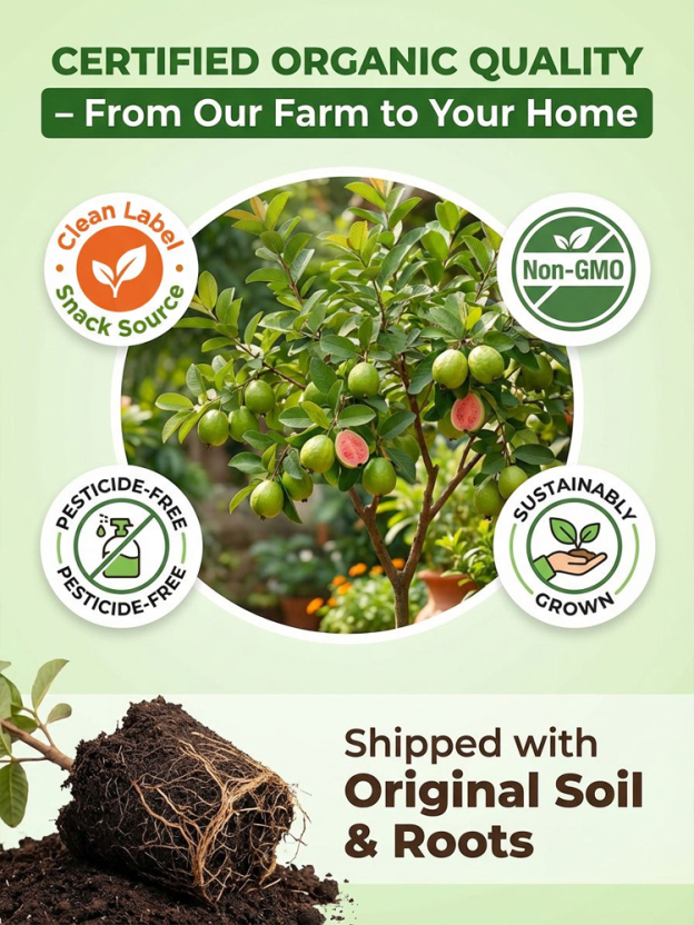 [Vitamin C Bomb] Organic Red Guava Saplings💥Grow Your Own “Vitamin C Bombs”!