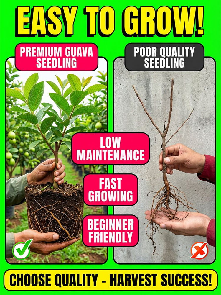 [King of Antioxidants] Guava Saplings (Superfood)💥Grow Your Own “Vitamin C Bombs
