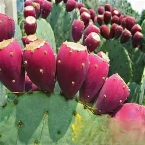 [Can survive 30 days without watering]  Edible cactus seedlings