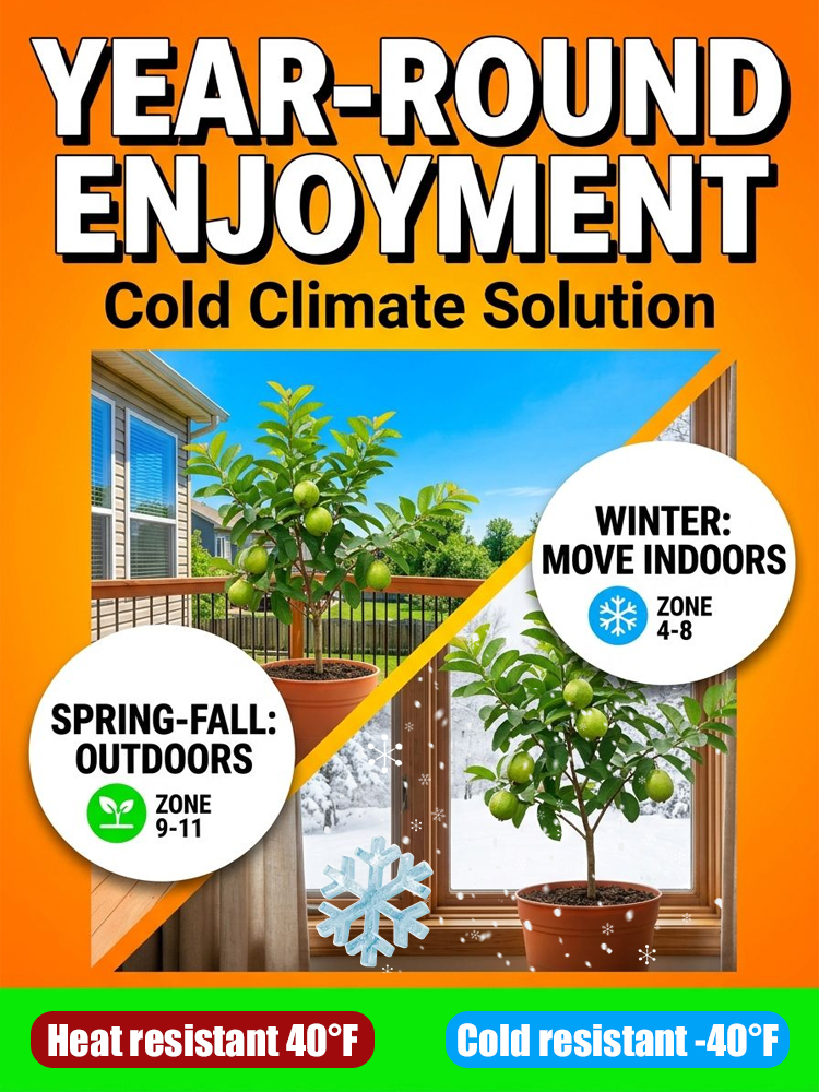 [King of Antioxidants] Guava Saplings (Superfood)💥Grow Your Own “Vitamin C Bombs