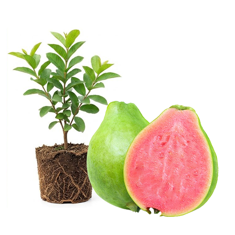 [King of Antioxidants] Guava Saplings (Superfood)💥Grow Your Own “Vitamin C Bombs