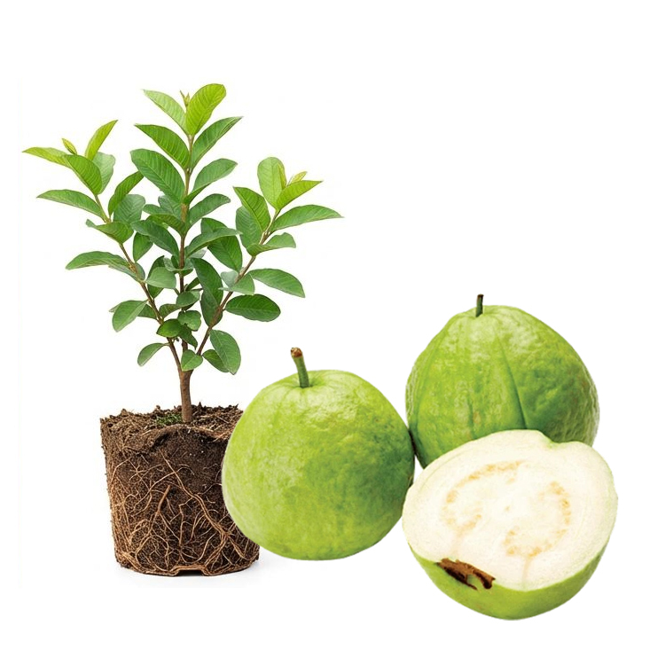 [King of Antioxidants] Guava Saplings (Superfood)💥Grow Your Own “Vitamin C Bombs