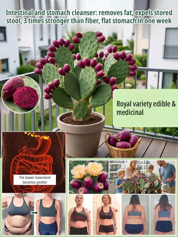 [Can survive 30 days without watering]  Edible cactus seedlings