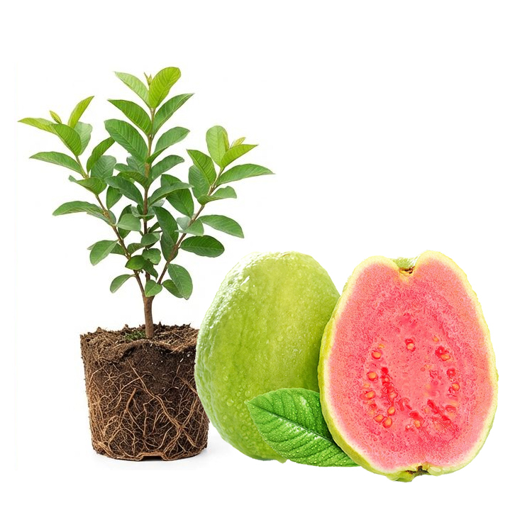 [King of Antioxidants] Guava Saplings (Superfood)💥Grow Your Own “Vitamin C Bombs