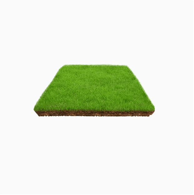 7-Day Germination Grass Seed – Limited Sale of Newest Improved Variety