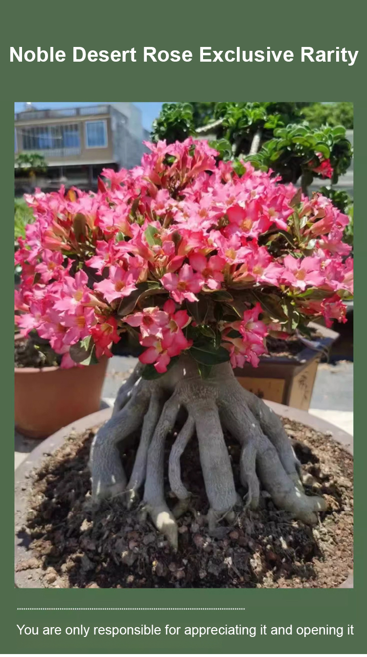 翻译件-SL-【浇水就活100年】沙漠玫瑰种球花-1267950-系统_07.jpg