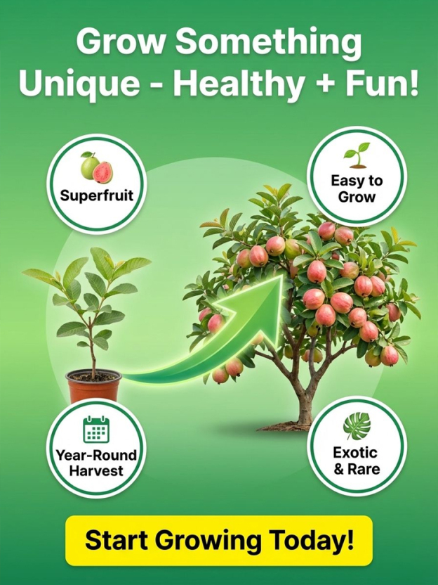 [King of Antioxidants] Guava Saplings (Superfood)💥Grow Your Own “Vitamin C Bombs