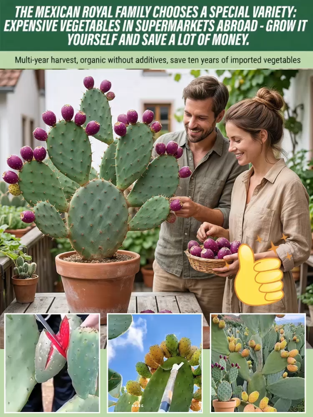 [Can survive 30 days without watering]  Edible cactus seedlings