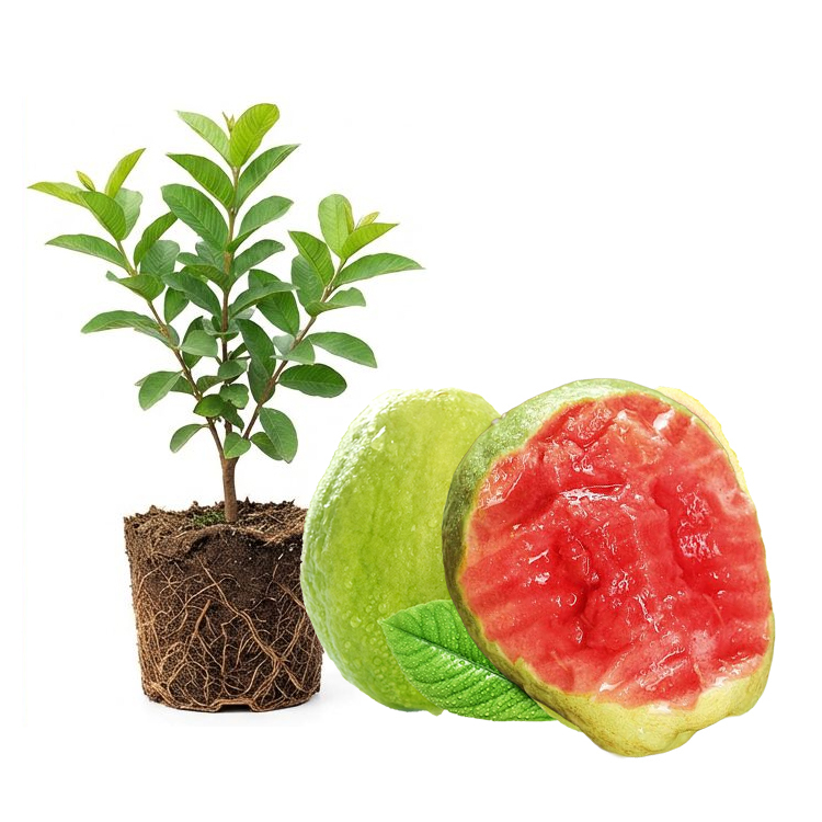 [King of Antioxidants] Guava Saplings (Superfood)💥Grow Your Own “Vitamin C Bombs
