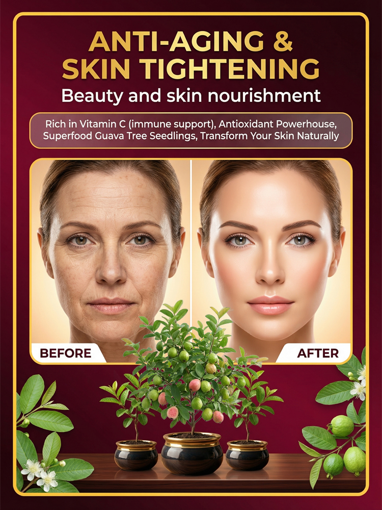 [King of Antioxidants] Guava Saplings (Superfood)💥Grow Your Own “Vitamin C Bombs