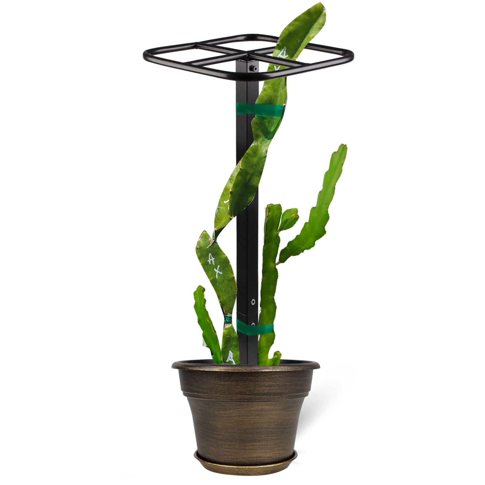 2-Pack Metal Dragon Fruit Trellis - 12x12x50 Inch Garden Support