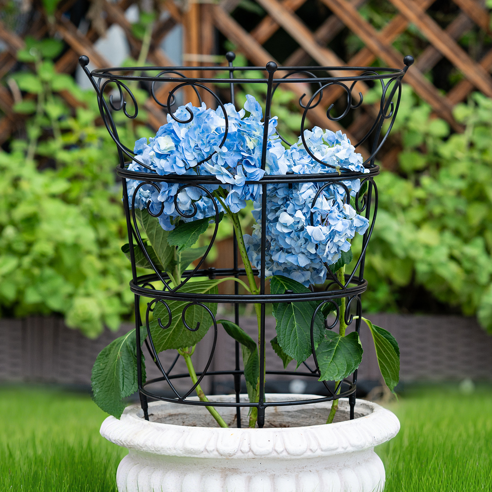 24.6x17in Metal Obelisk Trellis for Peonies & Vines