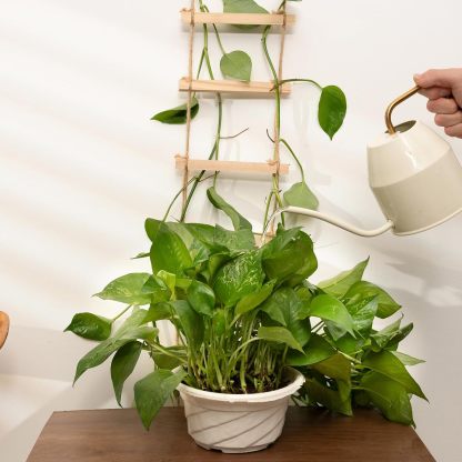 Natural Wood Ladder Trellis for Climbing Plants-MOUGIGI