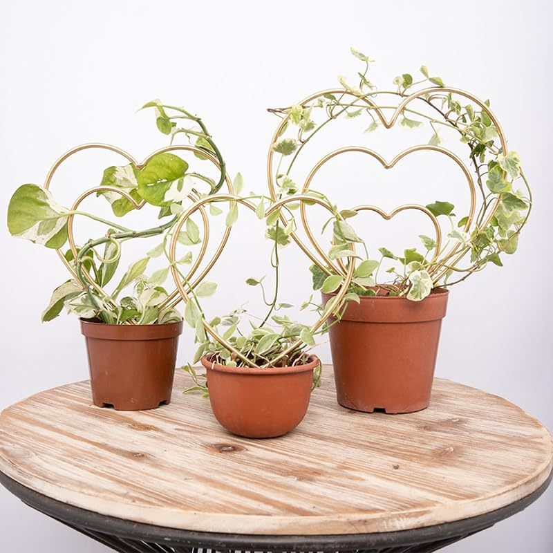 3-Pack Gold Heart Trellis for Climbing Houseplants-MOUGIGI